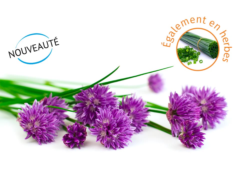 Ciboulette - Direct Fines Herbes