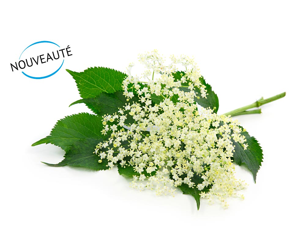 Fleurs de sureau - Direct Fines Herbes