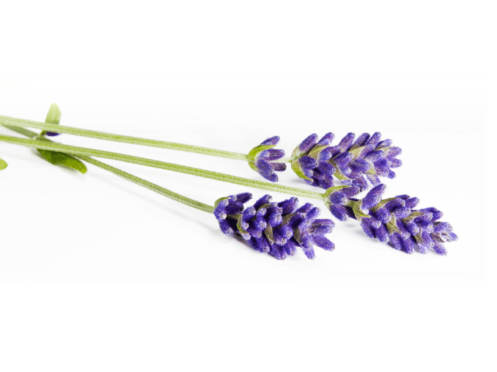 Fleurs de lavande fraîche - Direct Fines Herbes