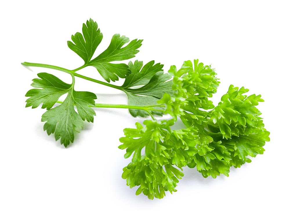 Parsley - Direct Fines Herbes