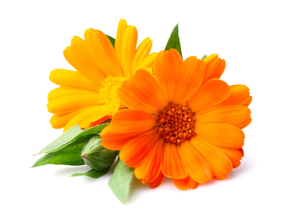 Résultat de recherche d'images pour "fleurs de calendula"